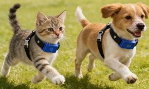 2705_collar inteligente