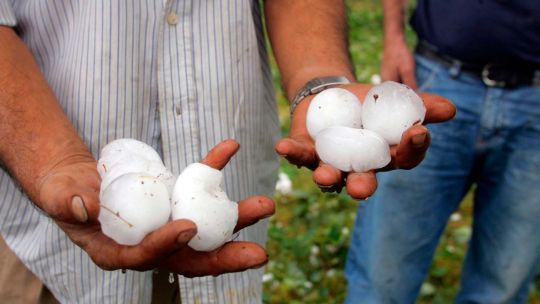Boletín Oficial: Mendoza fue declarado en estado de desastre agropecuario por granizo