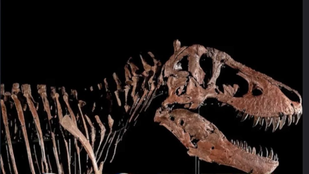 Gus el Tiranosaurio Rex gigante que se subasta en Nueva York 27052026