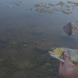 El río Utis, un curso de agua muy frecuentado por aficionados santiagueños y visitantes de provincias vecinas que buscan jornadas de variada y dorados en ambientes todavía poco explorados por el turismo masivo. Aunque no dio buenos dorados en esta ocasión, suele tenerlos. 