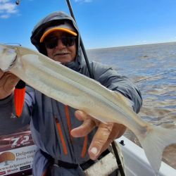 Las grandes fechas del Plata ya están surcando las aguas de Berisso, seguramente con un poco más de frío aún se activen más para alegría de los muchos seguidores que los esperan con ansias.
