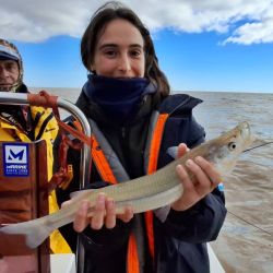 Las grandes fechas del Plata ya están surcando las aguas de Berisso, seguramente con un poco más de frío aún se activen más para alegría de los muchos seguidores que los esperan con ansias.