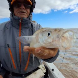 Las grandes fechas del Plata ya están surcando las aguas de Berisso, seguramente con un poco más de frío aún se activen más para alegría de los muchos seguidores que los esperan con ansias.