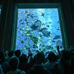 Imagen de personas visitando el acuario de Atlantis Sanya, en Sanya, en la provincia de Hainan, en el sur de China. Como referente en la cultura y el turismo marino en el Puerto de Libre Comercio de Hainan, el acuario de Atlantis Sanya se centra en la cría de especies marinas, exposiciones y educación, atrayendo a un gran número de visitantes nacionales y extranjeros para explorarlo. | Foto:Xinhua/Pu Xiaoxu
