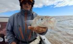 Aparecen los gran Berisso en el Río de la Plata