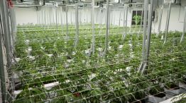 Chaco exporta cannabis medicinal 