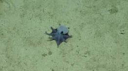 Descubren una nueva especie de pulpo en las islas de Galápagos.   