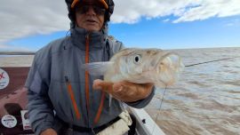 Las grandes fechas del Plata ya están surcando las aguas de Berisso, seguramente con un poco más de frío aún se activen más para alegría de los muchos seguidores que los esperan con ansias.