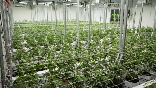 Una empresa chaqueña exportará cannabis medicinal a Nueva Zelanda y proyecta nuevos mercados en Europa y Canadá
