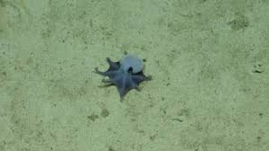 Descubren una nueva especie de pulpo en las islas de Galápagos