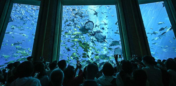 Imagen de personas visitando el acuario de Atlantis Sanya, en Sanya, en la provincia de Hainan, en el sur de China. Como referente en la cultura y el turismo marino en el Puerto de Libre Comercio de Hainan, el acuario de Atlantis Sanya se centra en la cría de especies marinas, exposiciones y educación, atrayendo a un gran número de visitantes nacionales y extranjeros para explorarlo.