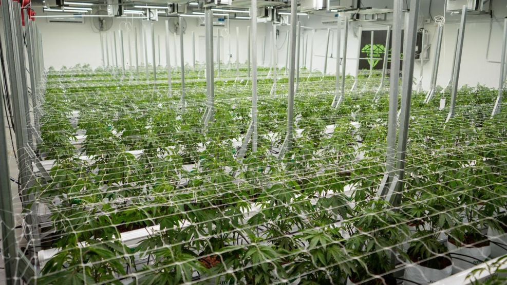 Chaco exporta cannabis medicinal 