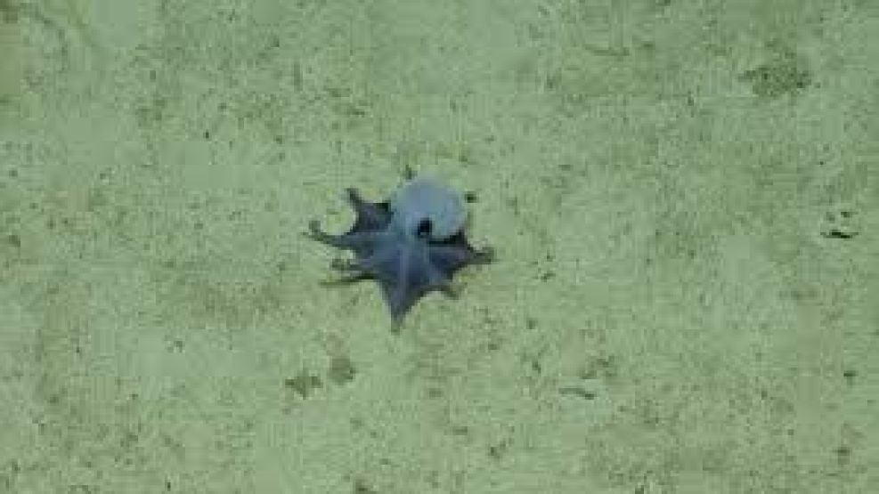 Descubren una nueva especie de pulpo en las islas de Galápagos.   
