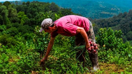 Misiones: cómo es "Ahora Chacra", el nuevo programa de reintegros en la compra de bienes e insumos productivos 