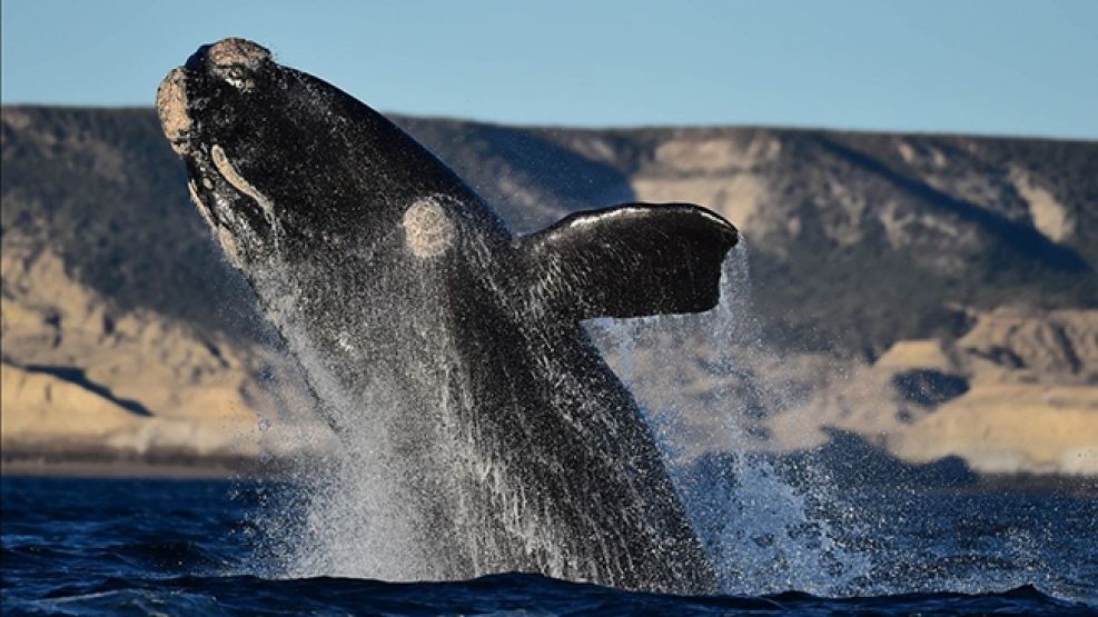 Ballena