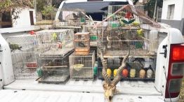 30_05_2026_trafico_fauna_na_g