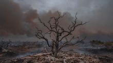 Informe incendios