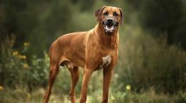 perros atacan a una motocicleta