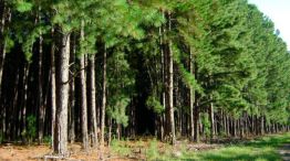Pinos