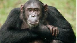 Estudio revela que los chimpancés tienen círculos de amigos como los humanos