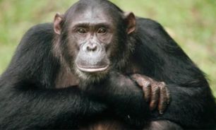 Estudio revela que los chimpancés tienen círculos de amigos como los humanos