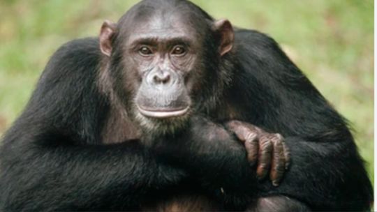 Estudio revela que los chimpancés tienen círculos de amigos como los humanos
