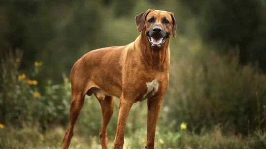 Fallo ejemplar: millonaria condena a los dueños de perros Rodesianos que atacó a una motociclista