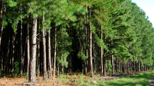 El monocultivo forestal al banquillo