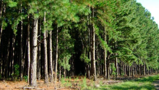 Pinos