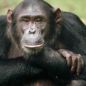Estudio revela que los chimpancés tienen círculos de amigos como los humanos