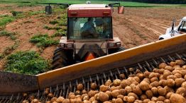 Tiran toneladas de papas en europa 02062026