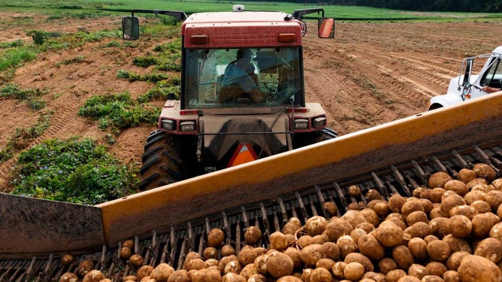 Tiran toneladas de papas en europa 02062026
