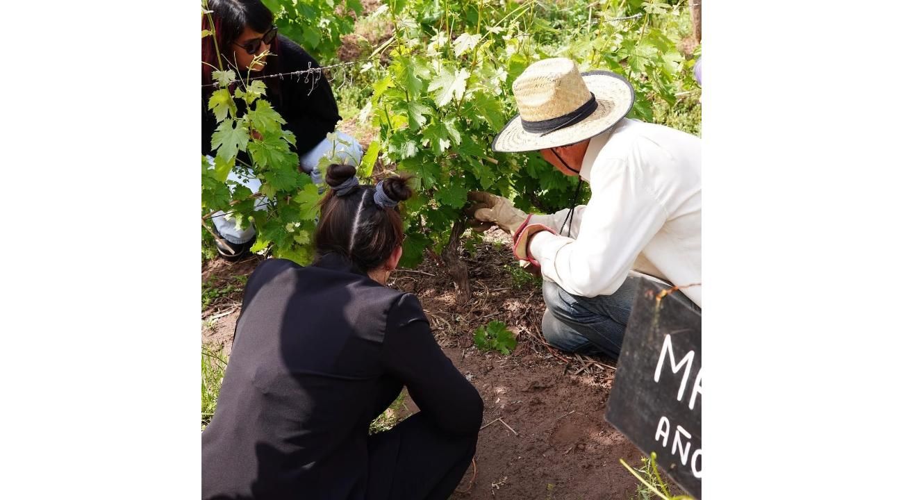 3 de Junio día del Sommelier - La profesión que cada vez pisa más fuerte, pero poco se entiende