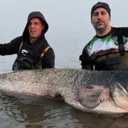 Lo más llamativo de esta historia es que el récord anterior pertenecía a uno de sus mejores amigos y compañero habitual de jornadas de pesca, Paul Breems, quién había logrado establecer la mejor marca del país con un ejemplar de 2,47 m, mejorando a su vez un récord previo de 2,42 m. 
