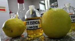 cosecha de limon corrientes