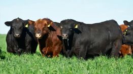 Genética bovina