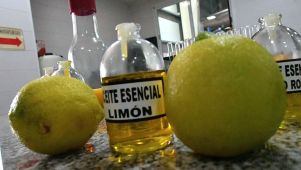 cosecha de limon corrientes