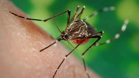 Hallazgo argentino contra el dengue: destacan una investigación del CONICET que podría abrir nuevas vías terapéuticas