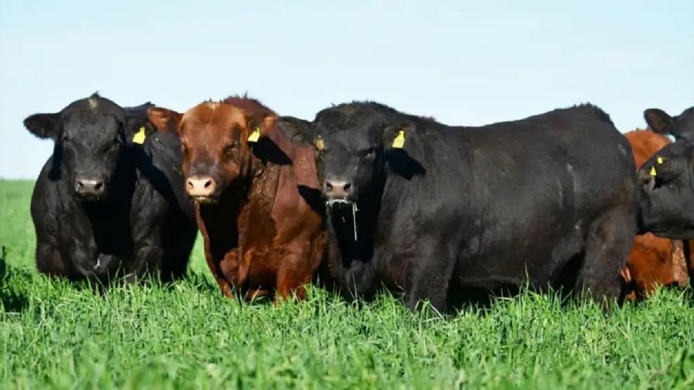 Genética bovina