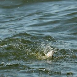La pesca del pejerrey ofrece innumerables variantes y cada ámbito presenta desafíos diferentes. Por eso, contar con una valija bien equipada y una variedad de líneas correctamente armadas puede marcar la diferencia. 