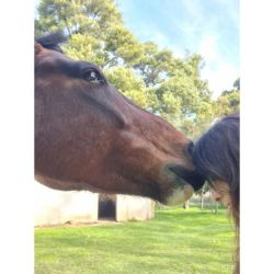 El caballo como un espejo emocional inmediato | Foto:CONTENT NOTICIAS