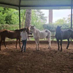 El caballo como un espejo emocional inmediato | Foto:CONTENT NOTICIAS