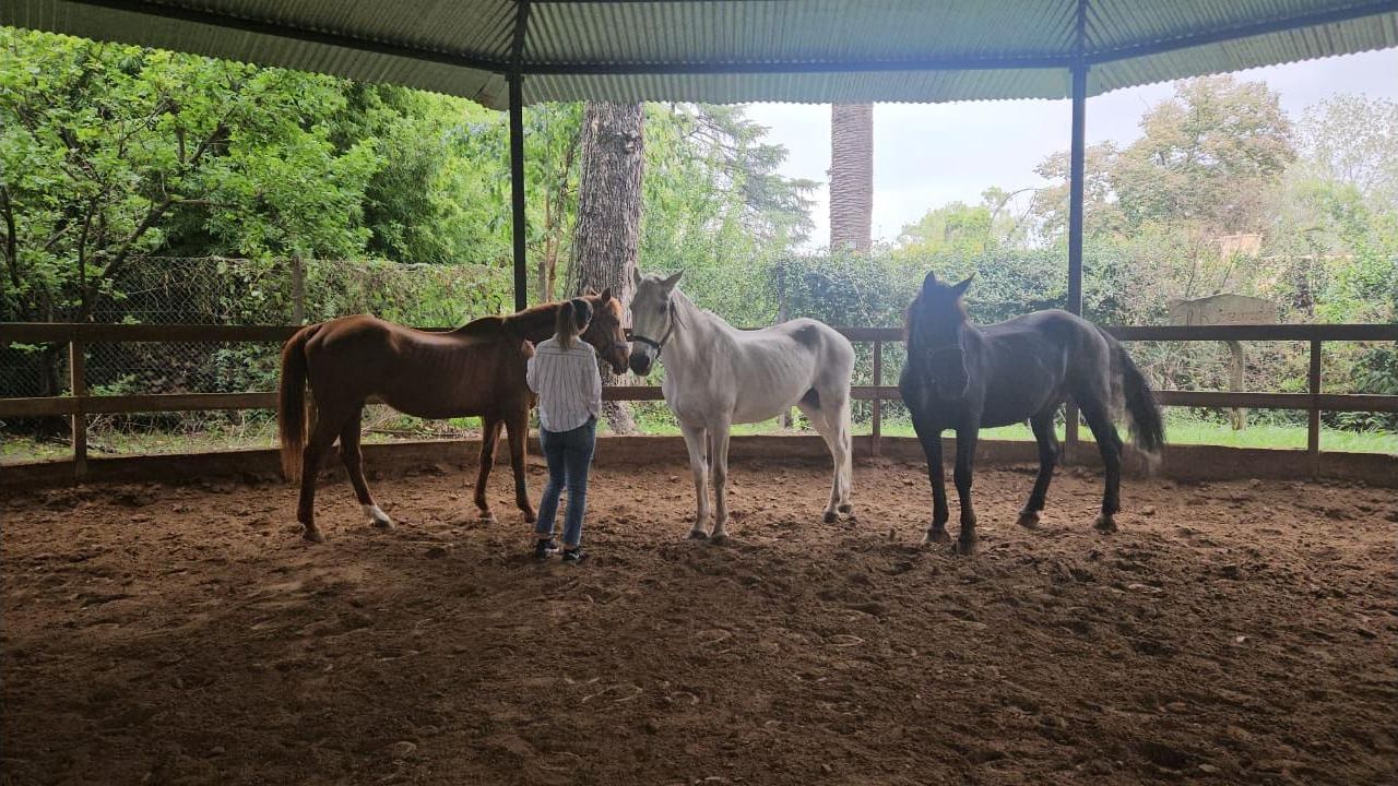 El caballo como un espejo emocional inmediato | Foto:CONTENT NOTICIAS
