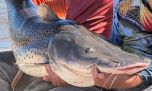 La veda relámpago del Paraná: tras solo cinco días vuelven a habilitar la pesca