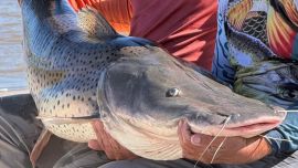 La veda extraordinaria había comenzado a regir el pasado 29 de mayo, cuando las provincias de Chaco y Corrientes resolvieron de manera coordinada prohibir toda modalidad de pesca —comercial, deportiva y de subsistencia— en el sector afectado.