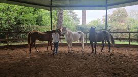 El caballo como un espejo emocional inmediato
