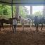 El caballo como un espejo emocional inmediato