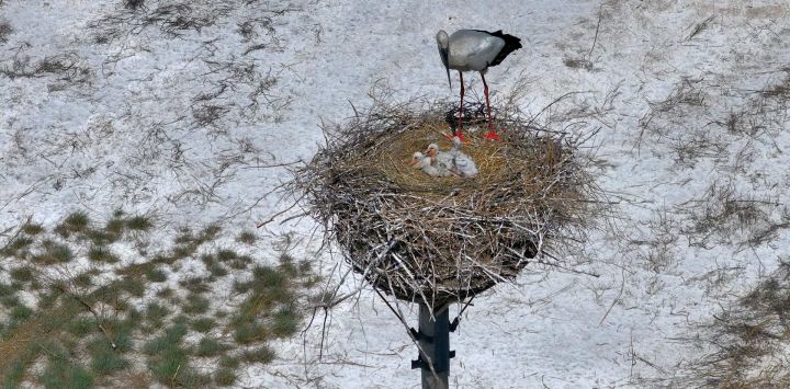 Imagen tomada con un dron de una cigüeña blanca oriental cuidando a sus polluelos en un humedal, en Daqing, en la provincia de Heilongjiang, en el noreste de China.