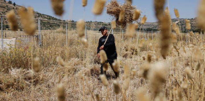 Un palestino cosecha trigo en un campo de la zona de As-Sawiyah, al sur de Nablus, en la Cisjordania ocupada por Israel, después de que, según informes, colonos incendiaran campos de trigo en la zona días antes. La Cisjordania ocupada se ha visto asolada por la violencia casi diaria entre tropas israelíes y colonos desde el inicio de la guerra de Gaza en octubre de 2023.