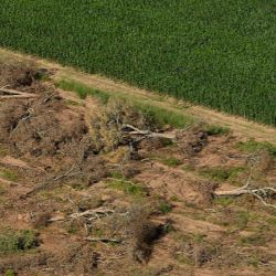 El aprovechamiento forestal sostenible, la apicultura orgánica, incluso una ganadería con pautas de conservación, los productos forestales no madereros, el turismo de naturaleza, la restauración ecológica y los esquemas de pago por servicios ecosistémicos aportan empleo de calidad, ingresos para comunidades locales y arraigo territorial.